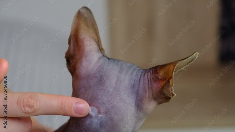 Allergic skin diseases in domestic cats of the Sphynx. cat's wound from
