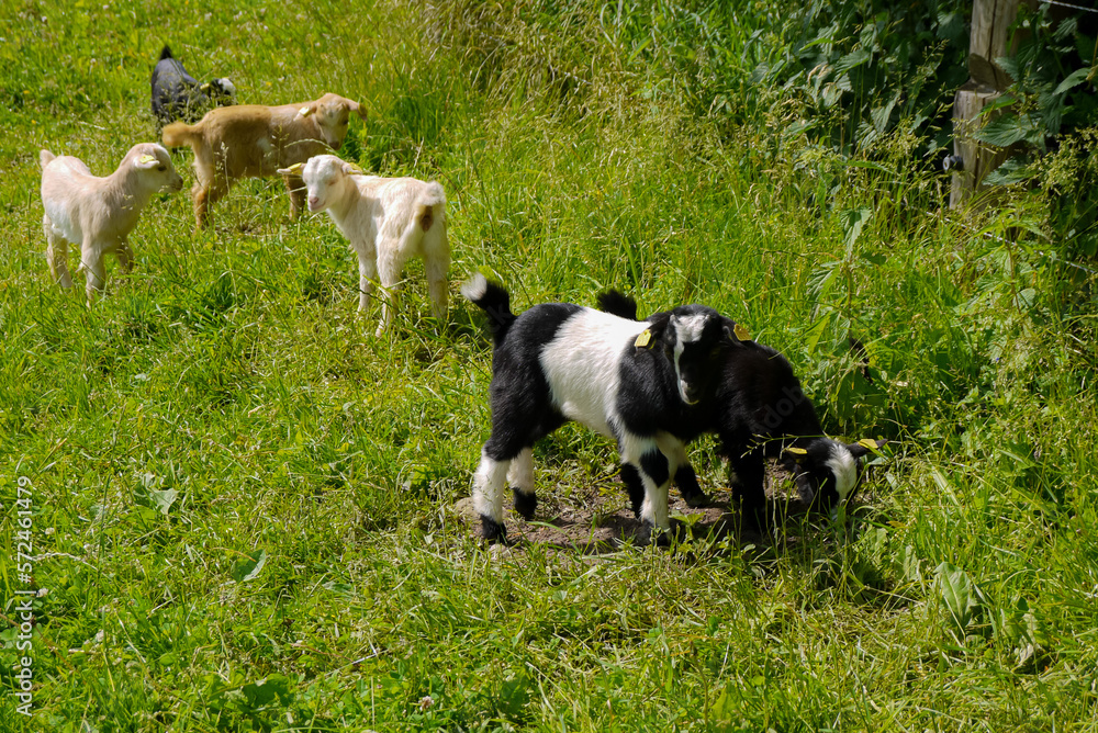 white, black and spotted kids are grazing in the grass in the garden white, black and spotted kids are grazing in the grass in the garden