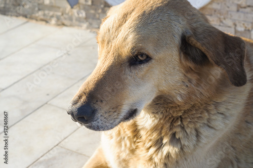 portrait of a golden colored street dog
