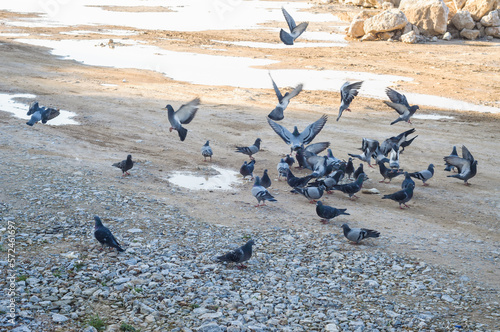 flock of pigeons on the beach