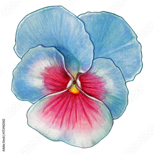 watercolor pansy flower