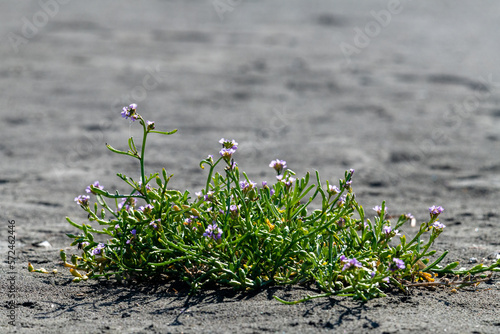 Vibrant green plant with small purple flowers that grows on the Crescent City beach photo