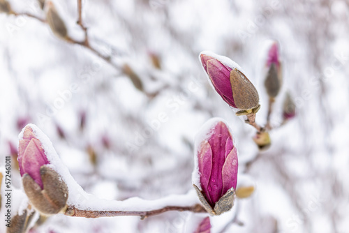 Magnolia pink flower buds macro closeup with bokeh background in winter covered in white snow showing texture of snowflakes in Virginia