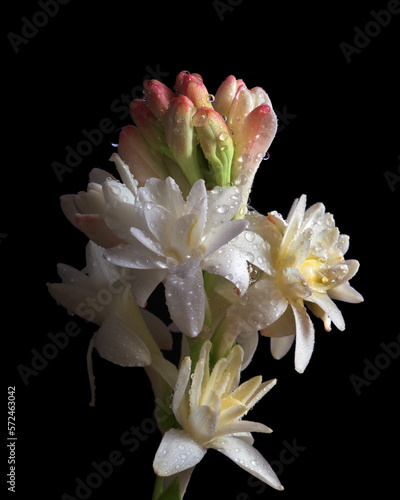 Photos Bright white flowers isolated on black