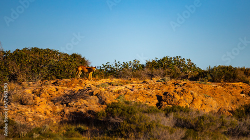 Photography Beautiful wild dingo dog standing on the hill looking for prey during sunset in