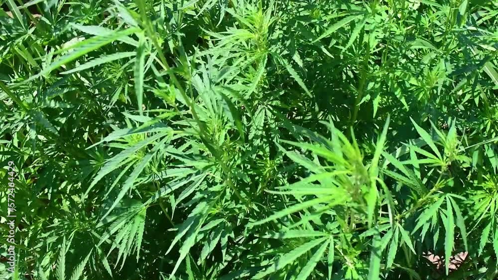 Hemp thickets. Green leaves on hemp plant. Background. Hemp is used as food (seeds and oil), material for making paper, clothes, shoes, ropes, threads, for medical purposes. Hemp thickets. Green leaves on hemp plant. Background. Hemp is used as food (seeds and oil), material for making paper, clothes, shoes, ropes, threads, for medical purposes.