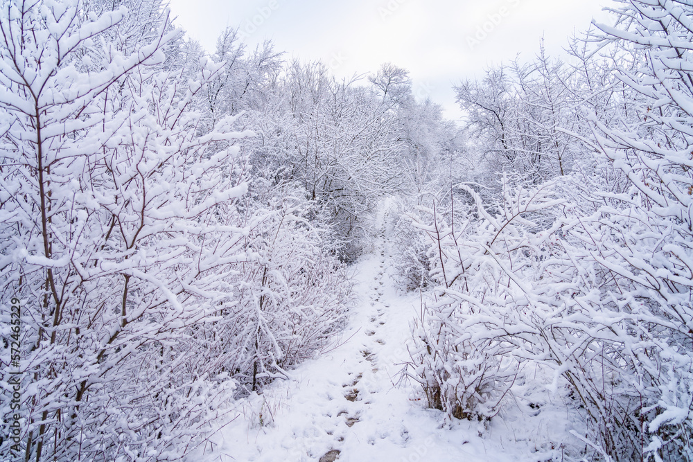 Wild forest in the snow. Winter background, selective focus Wild forest in the snow. Winter background, selective focus