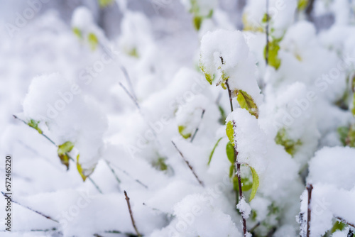 Branches in the snow close-up. Winter background