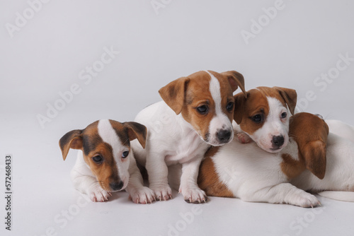 jack russell terrier puppies on pure white background