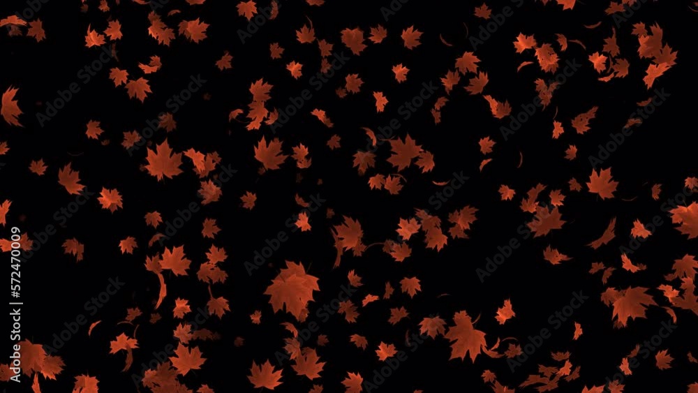 Orange maple leaves falling animation in 4K Ultra HD, Loop animation with transparent background Orange maple leaves falling animation in 4K Ultra HD, Loop animation with transparent background
