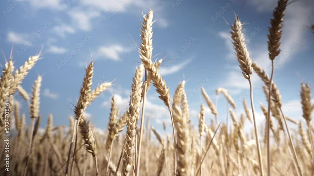 golden wheat under the blue sky before the harvest season in Ukraine golden wheat under the blue sky before the harvest season in Ukraine
