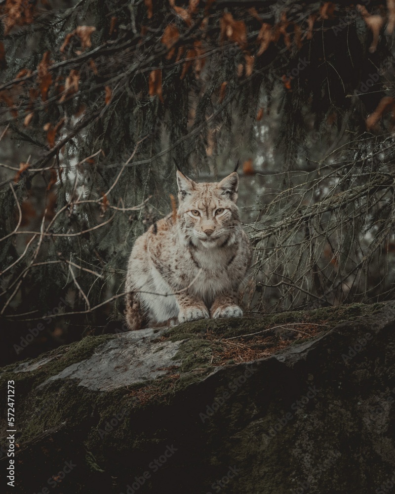 Naklejka premium Luchs Portrait