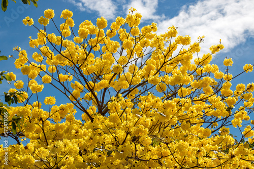 Fototapeta Naklejka Na Ścianę i Meble -  Arbol de guayacan