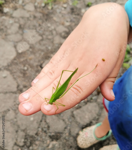 Green grasshopper on a child's hand, study of insects at school, outdoor games, view from above.