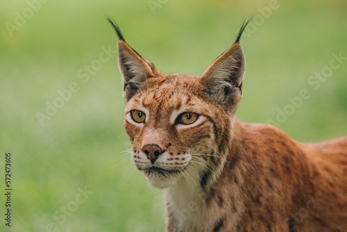 Photography Luchs