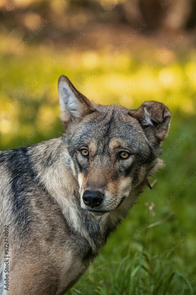 Wolf im Portrait
