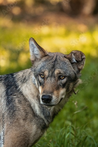 Wolf im Portrait