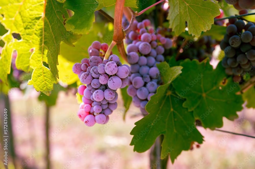 Bunch of beautiful purple blue grapes hanging on a vine plant on a vine yard during harvest season