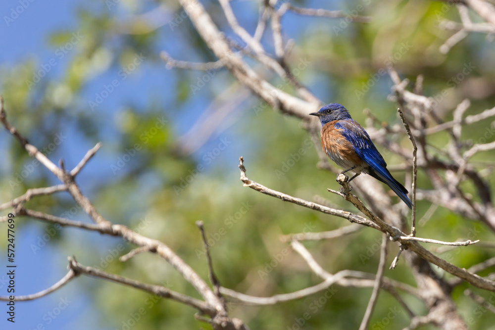 A male Western Bluebird is perched on the end of an oak branch in the warm sunshine on a summer morning in the mountains of Southern Utah, USA. A male Western Bluebird is perched on the end of an oak branch in the warm sunshine on a summer morning in the mountains of Southern Utah, USA.