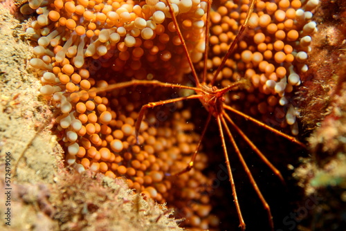 spider crab 