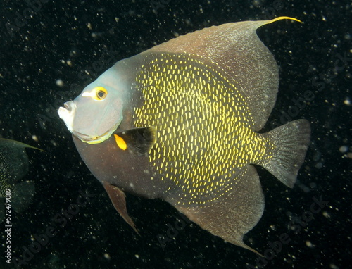 yellow tang fish