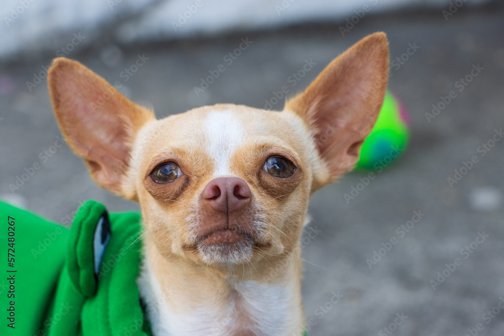 Sesión fotográfica de perro Chihuahua cabeza de venado.