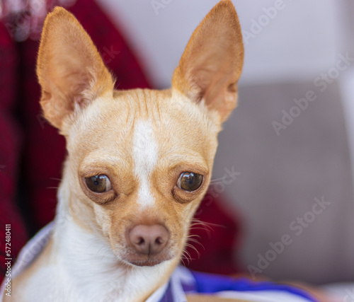 Sesión fotográfica de perro Chihuahua cabeza de venado.