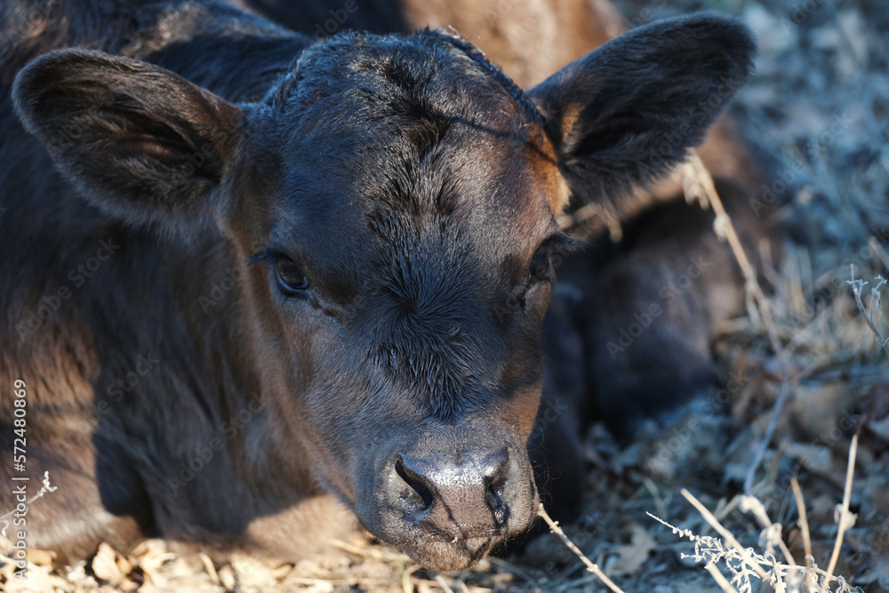 Fototapeta premium New black calf during winter on farm relaxing close up for portrait.