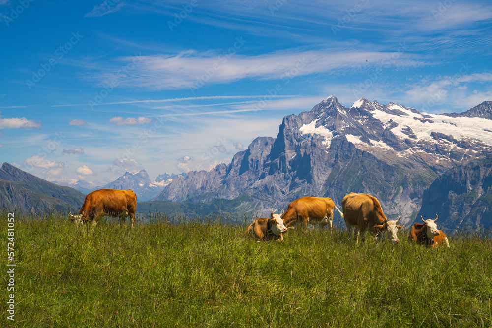 Fototapeta premium cows in the mountains