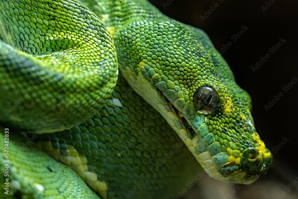 Obraz premium Green phyton snake's head close up side view
