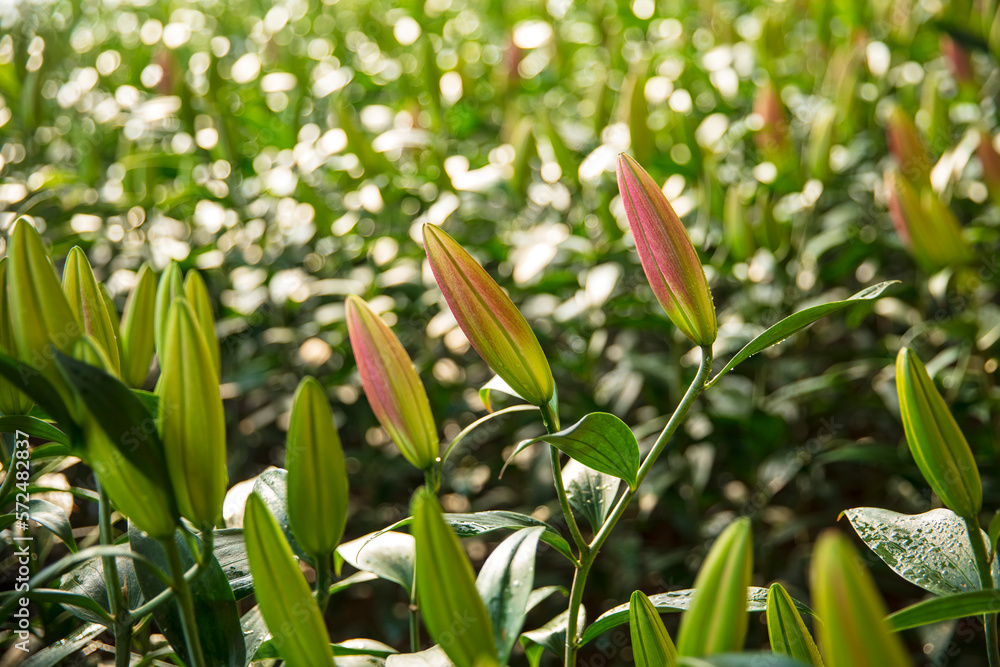 Fototapeta premium Lily flower in garden. Lily is in the greenhouse