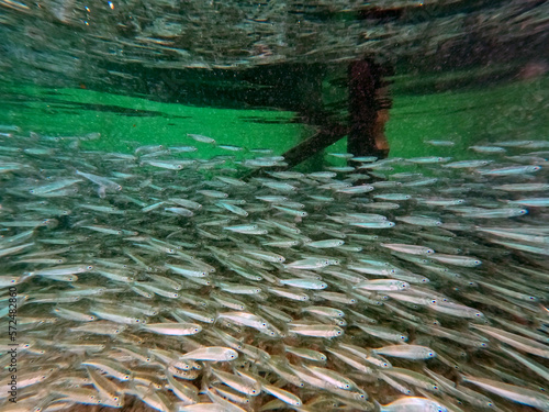 Thousands of fish below the jetty