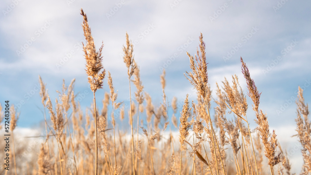 Yellow and blue natural floral background, dry reeds on blue sky backdrop