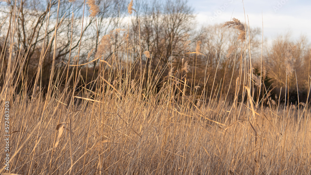 Fototapeta premium Yellow and blue natural floral background, dry reeds on blue sky backdrop