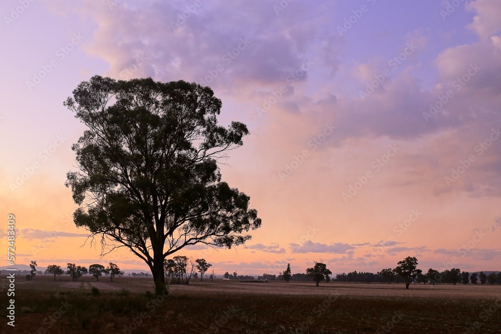 Gunnedah, New South Wales, Australia, 06012022: Country grazing land at dawn. Gunnedah, New South Wales, Australia, 06012022: Country grazing land at dawn.