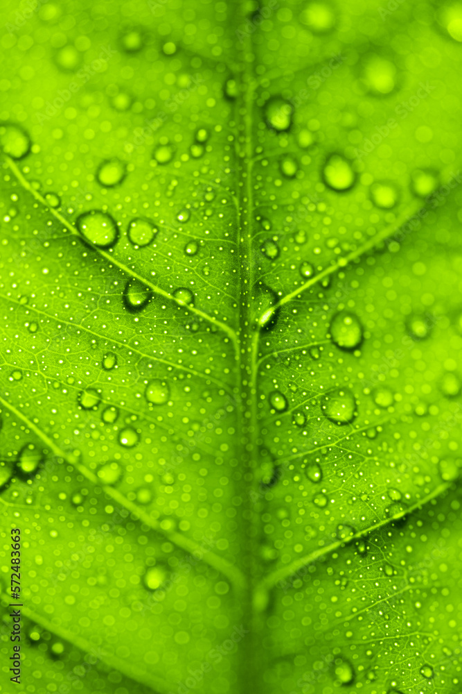 Fototapeta premium In spring, the budding shoots on the branches are dripping with water