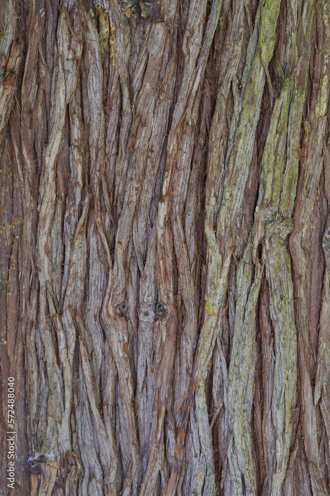Tree Bark Texture Tree Bark Texture