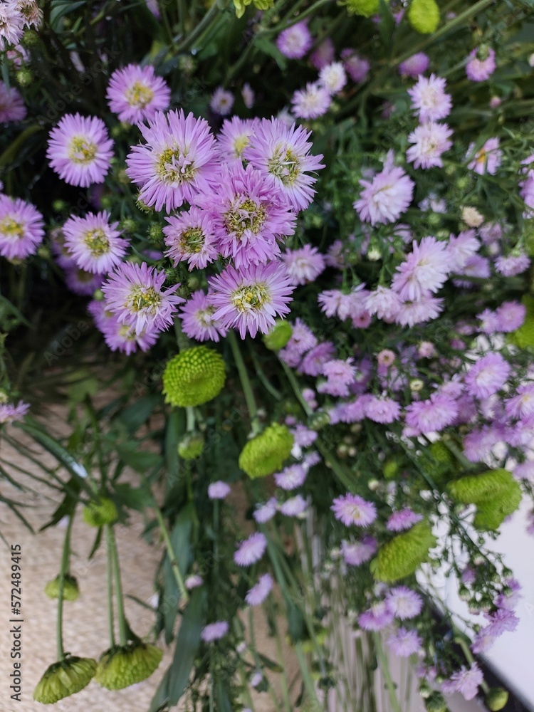 Fototapeta premium flowers in a garden