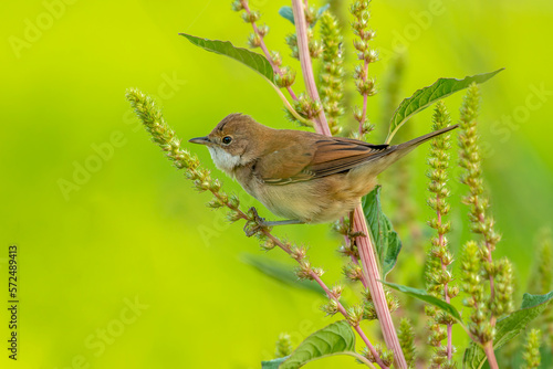 Common Whitethroat Curruca communis female bird perched on wild plant photo