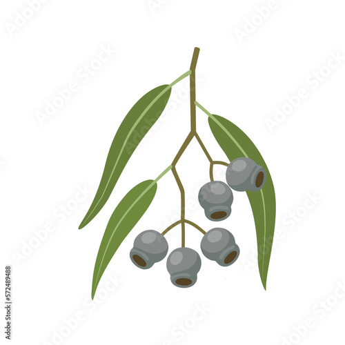 Vector illustration  Eucalyptus caesia  also called gumnuts  Gungurru or Silver Princess  isolated on white background.