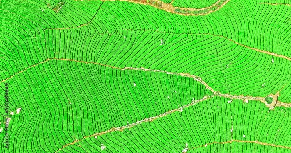 Aerial view of green tea plantation natural scenery in Hangzhou, China. High angle view. Aerial view of green tea plantation natural scenery in Hangzhou, China. High angle view.