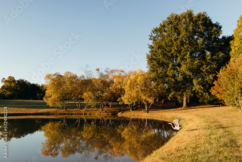 Beautiful autumn landscape with a pond, trees and a heron on the shore.  Beautiful landscape with blue sky photo