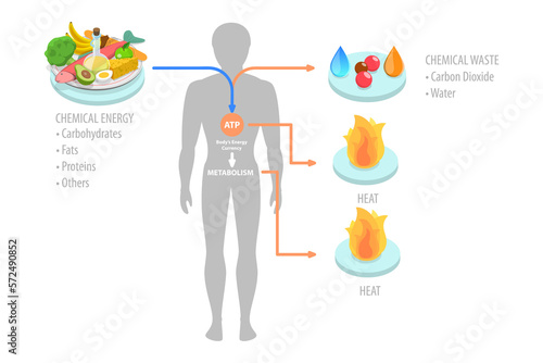 3D Isometric Flat  Conceptual Illustration of Role Of ATP In Metabolism photo