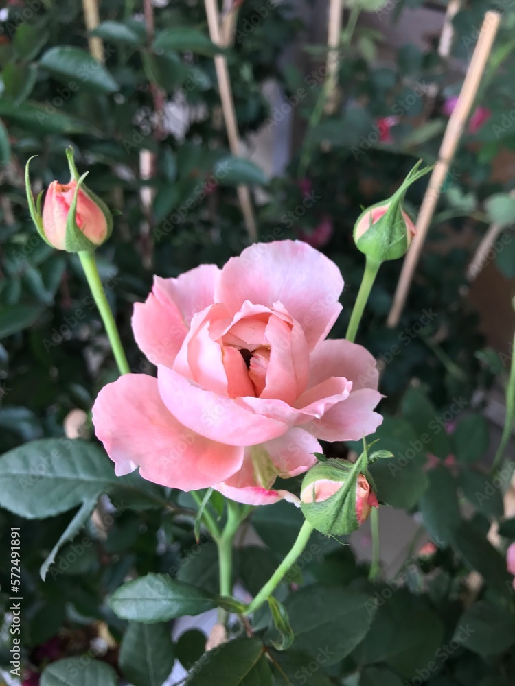 pink rose in garden