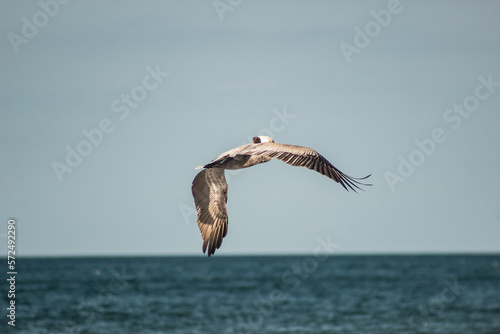 Pelican gly  pelicano volando  pajaro