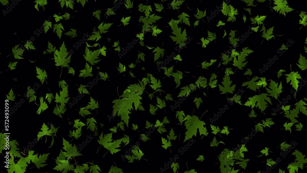 Green maple leaves falling animation in 4K Ultra HD, Loop animation with transparent background Green maple leaves falling animation in 4K Ultra HD, Loop animation with transparent background