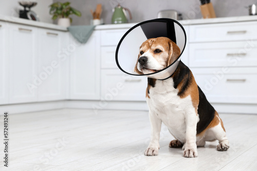 Adorable Beagle dog wearing medical plastic collar on floor indoors, space for text © New Africa