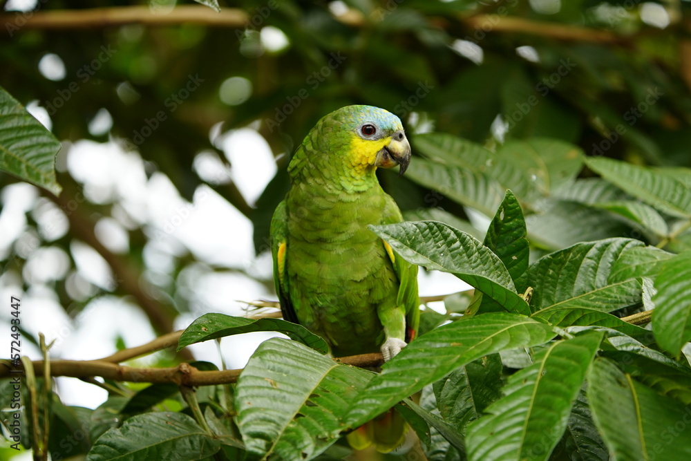 The turquoise-fronted amazon (Amazona aestiva), also called the turquoise-fronted parrot, the blue-fronted amazon and the blue-fronted parrot. Novo Airao, Amazonas, Brazil. The turquoise-fronted amazon (Amazona aestiva), also called the turquoise-fronted parrot, the blue-fronted amazon and the blue-fronted parrot. Novo Airao, Amazonas, Brazil.