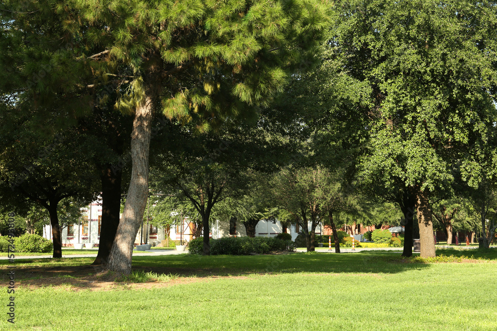 Obraz premium Beautiful green trees and lawn in park on sunny day