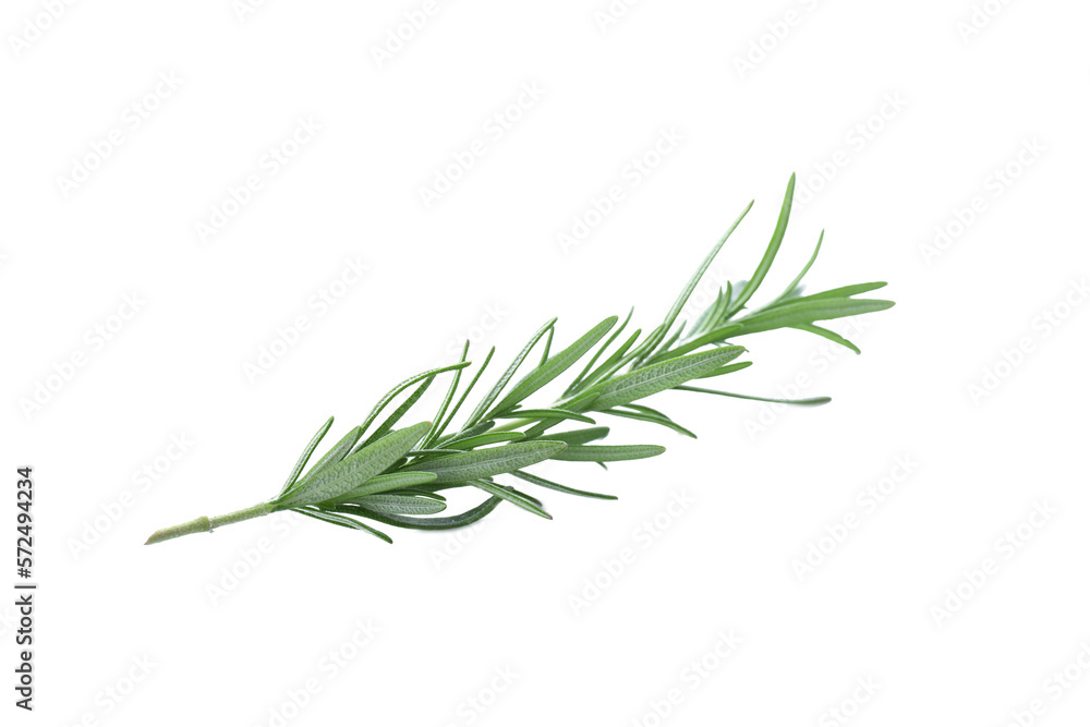 Fototapeta premium Fresh green rosemary isolated on white. Aromatic herb